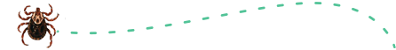 蜱虫2.png
