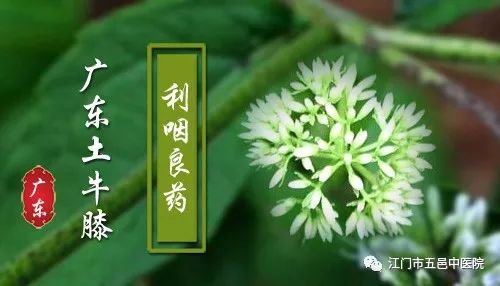 广东土牛膝.jpg
